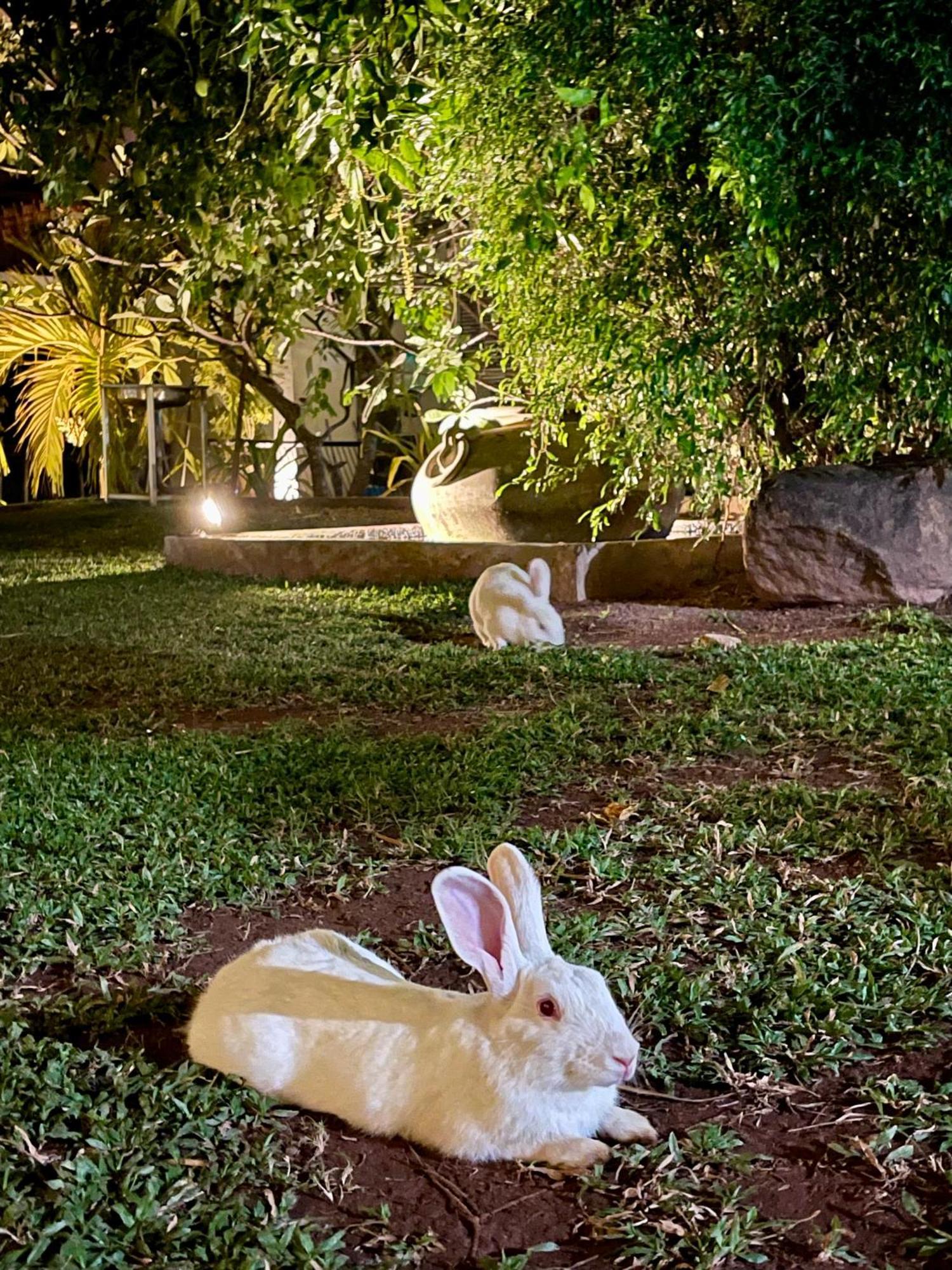 Olanro Hotel Negombo Exteriér fotografie
